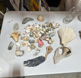 Instant Collection of Seashells