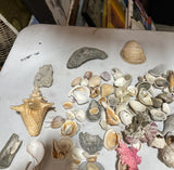 Instant Collection of Seashells