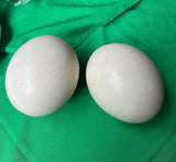 Large Pair of Authentic Ostrich Eggs