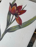 1970s Collection of Floral Signed Prints on Canvas - Set of 4
