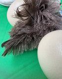 Large Pair of Authentic Ostrich Eggs