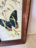 Signed and Framed Watercolor Painting of a Butterfly