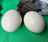 Large Pair of Authentic Ostrich Eggs