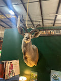 Large Taxidermy Kudu Head With Curved Horns