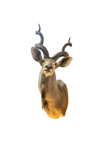 Large Taxidermy Kudu Head With Curved Horns