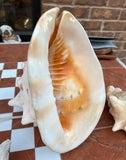 Nautical Seashell Lamp