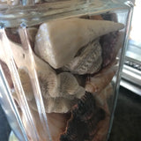 1970s Collected Seashells Nautical Table Lamp