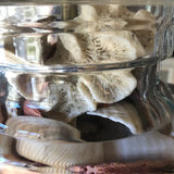 1970s Collected Seashells Nautical Table Lamp