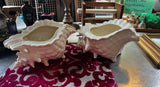 Pair of Large White Ceramic Shell Style Planters