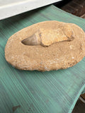 Small Round Stone Fossil