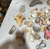 Instant Collection of Seashells