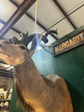 Large Taxidermy Kudu Head With Curved Horns