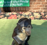 Antique Cast Iron Painted Monkey Bank