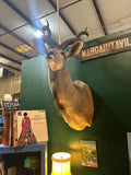 Large Taxidermy Kudu Head With Curved Horns