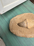 Small Round Stone Fossil