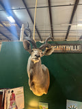Large Taxidermy Kudu Head With Curved Horns