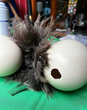 Large Pair of Authentic Ostrich Eggs