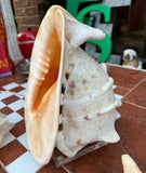 Nautical Seashell Lamp