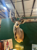 Large Taxidermy Kudu Head With Curved Horns