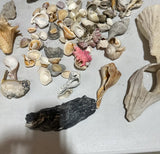 Instant Collection of Seashells