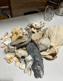 Instant Collection of Seashells