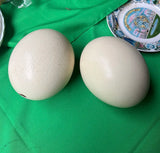 Large Pair of Authentic Ostrich Eggs