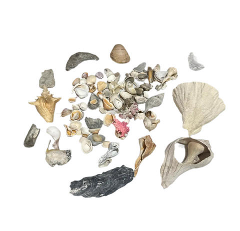 Instant Collection of Seashells