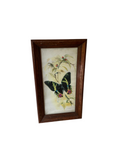 Signed and Framed Watercolor Painting of a Butterfly