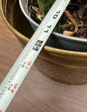 Vintage Brass Round Hand Hammered Planter