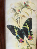 Signed and Framed Watercolor Painting of a Butterfly