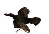 Large Taxidermy Turkey