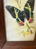 Signed and Framed Watercolor Painting of a Butterfly