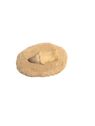 Small Round Stone Fossil