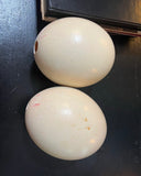 Large Pair of Authentic Ostrich Eggs