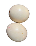 Large Pair of Authentic Ostrich Eggs