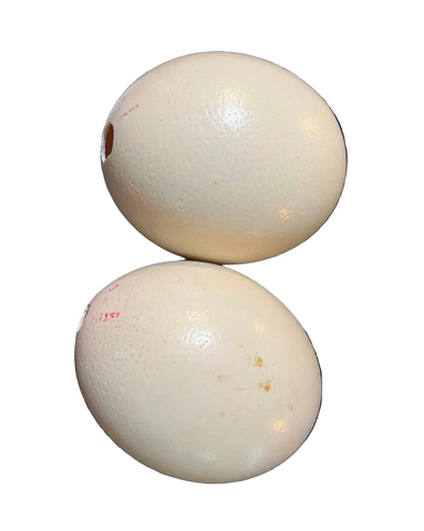 Large Pair of Authentic Ostrich Eggs