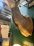 Large Taxidermy Kudu Head With Curved Horns