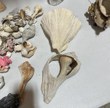 Instant Collection of Seashells