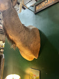 Large Taxidermy Kudu Head With Curved Horns