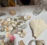 Instant Collection of Seashells