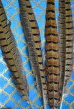 Pheasant Feathers - Set of 4